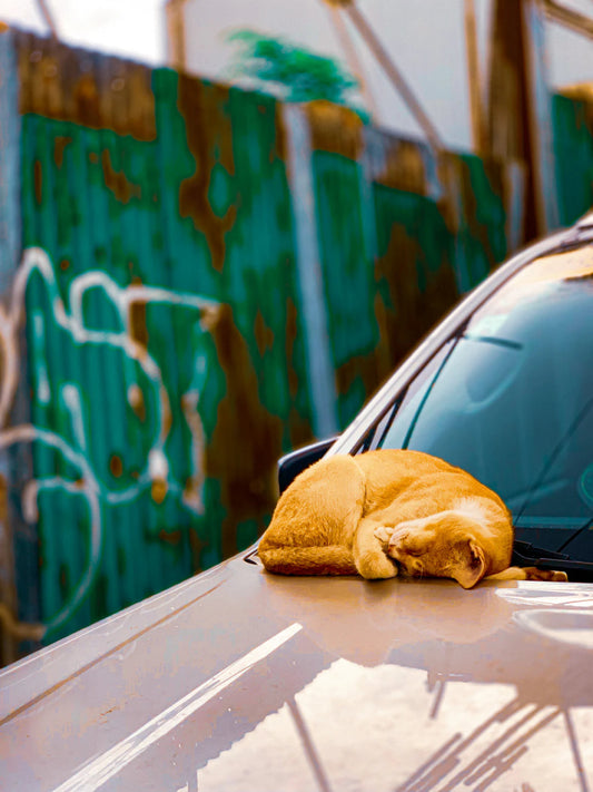 Expert Cleaning Techniques for Every Car Surface - Sud Factory