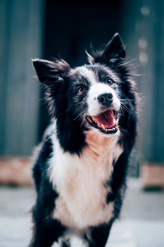 Home Safety and Cleanliness Tips for Pet Owners - Sud Factory