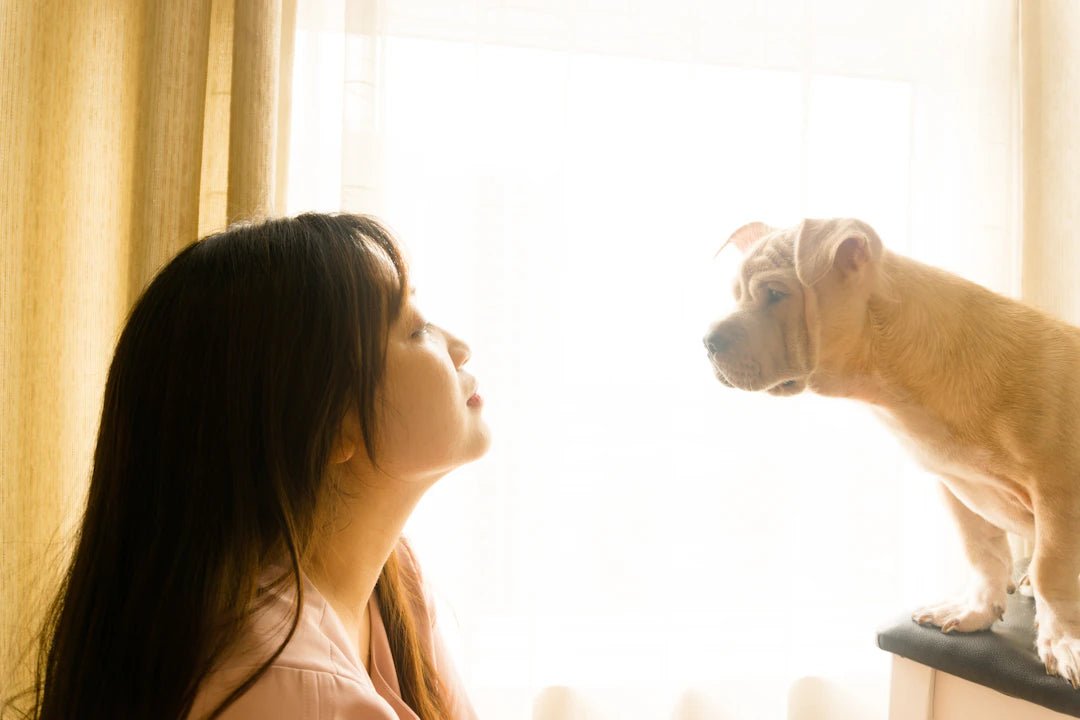 The Unseen Benefits of Pet Ownership on Homes and Cars - Sud Factory