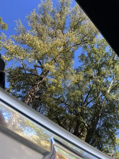 Customer photo of clean car paint